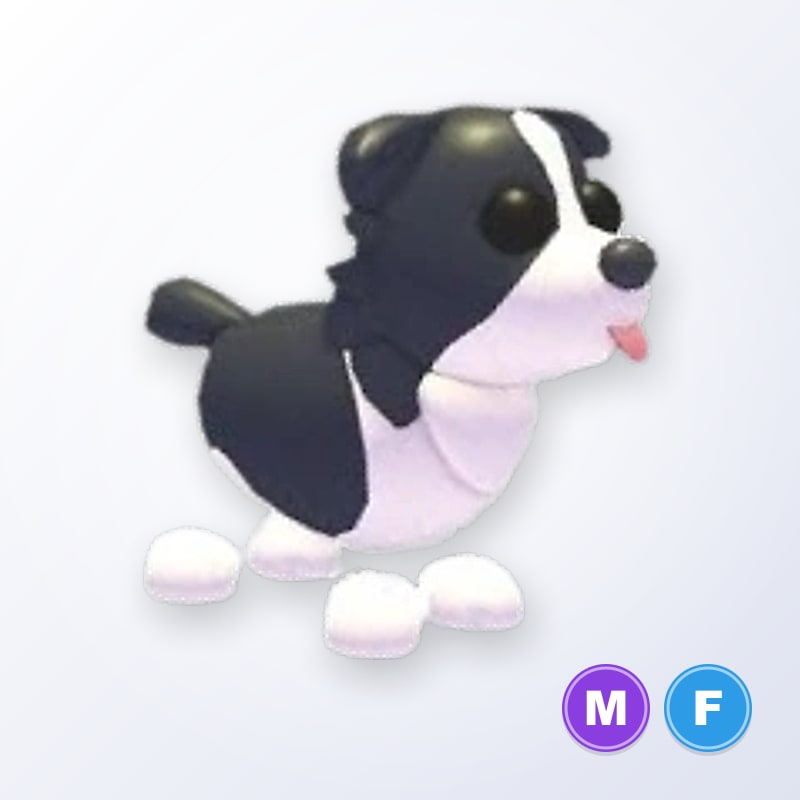 Border Collie MF | Adopt Me