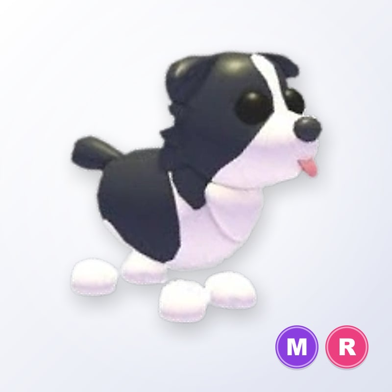 Border Collie MR | Adopt Me