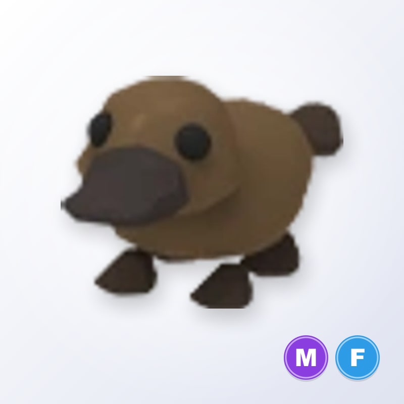 Platypus MF | Adopt Me