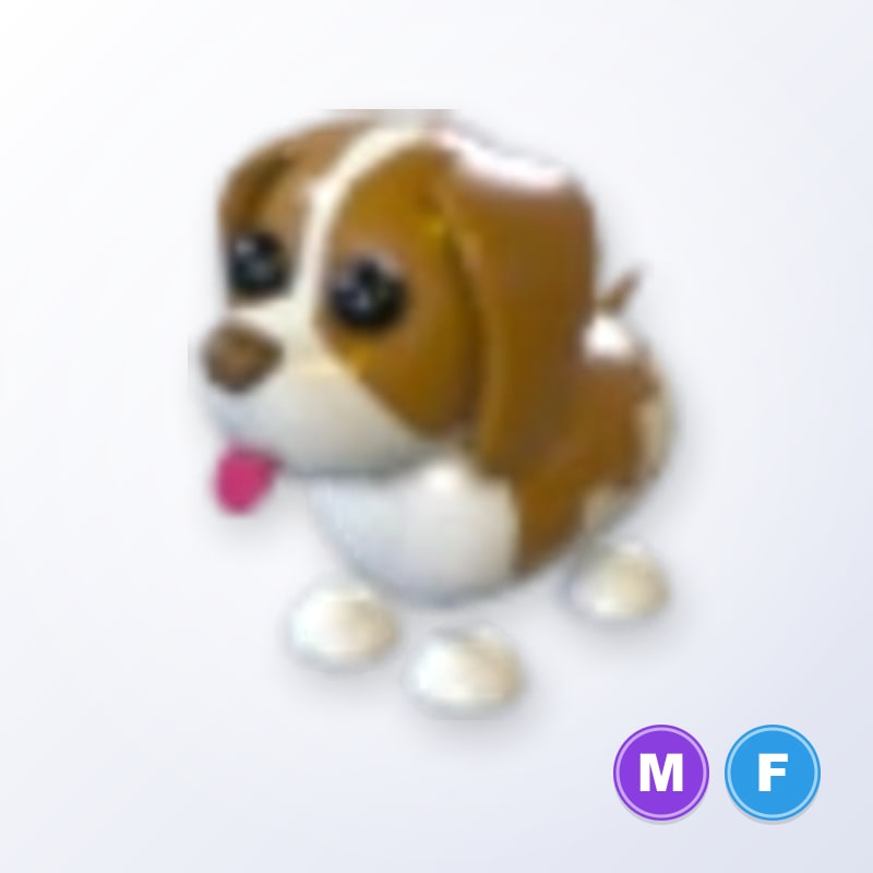 Brown Springer Spaniel MF | Adopt Me