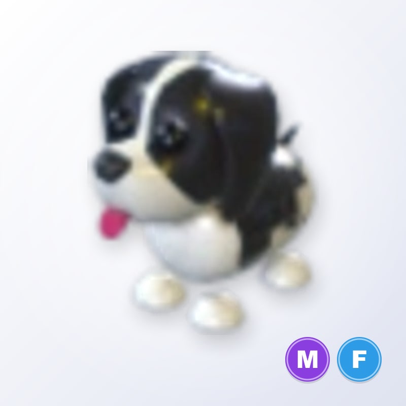 Black Springer Spaniel MF | Adopt Me