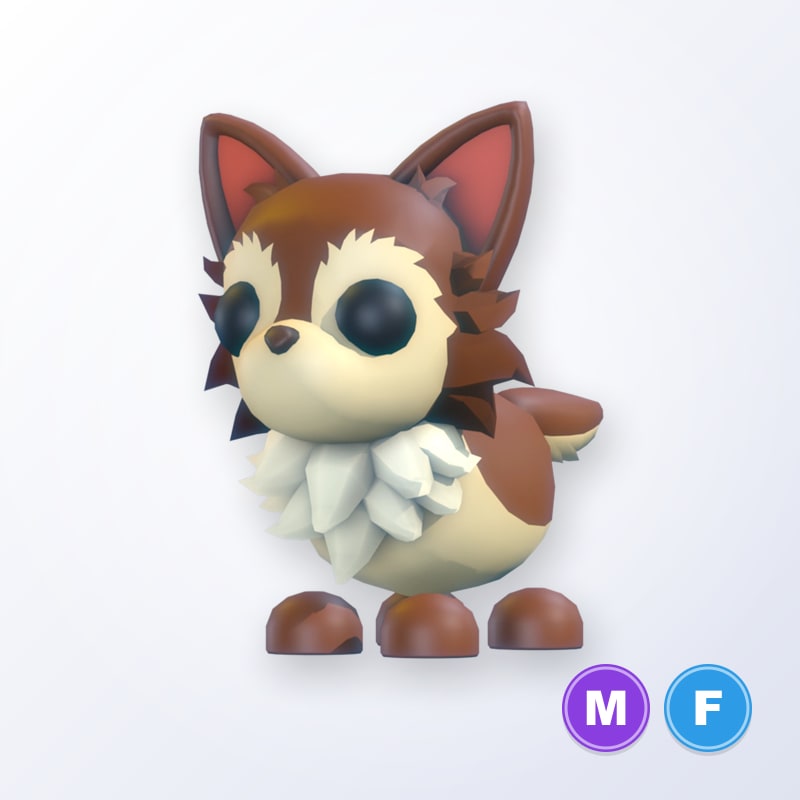 Chihuahua MF | Adopt Me
