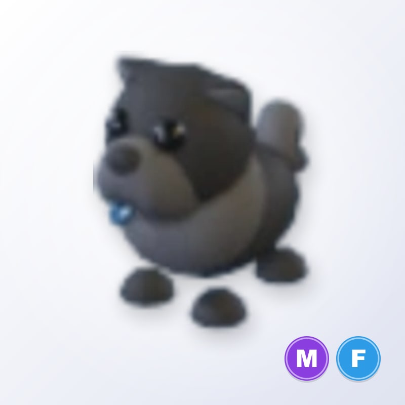 Black Chow-Chow MF | Adopt Me
