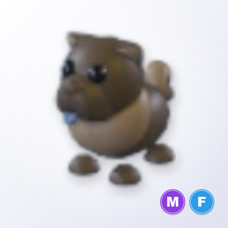 Chocolate Chow-Chow MF | Adopt Me