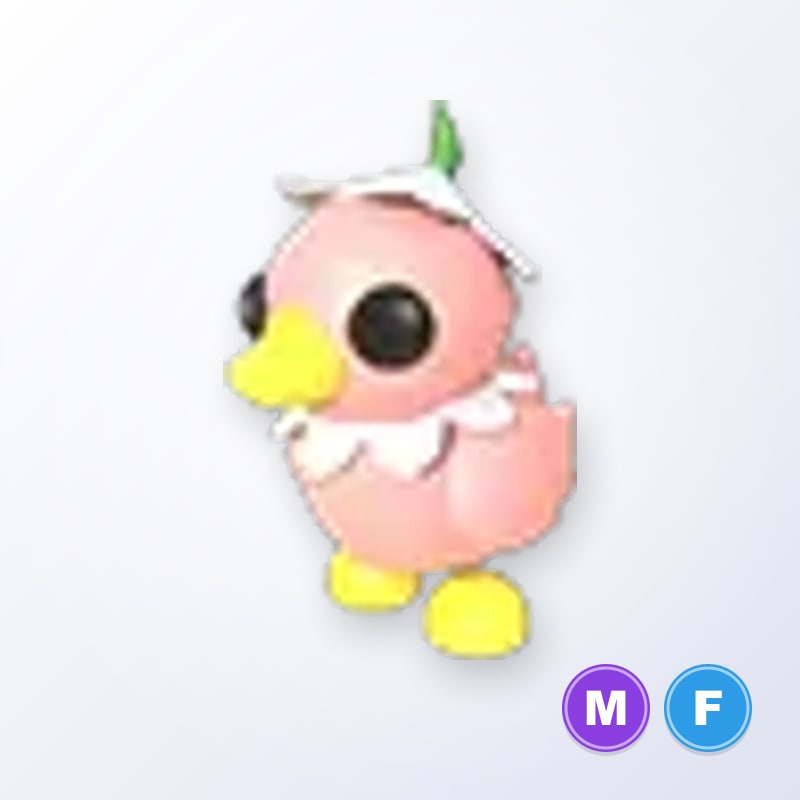 Flower Power Duckling MF | Adopt Me