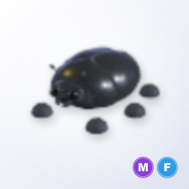 Giant Black Scarab MF | Adopt Me