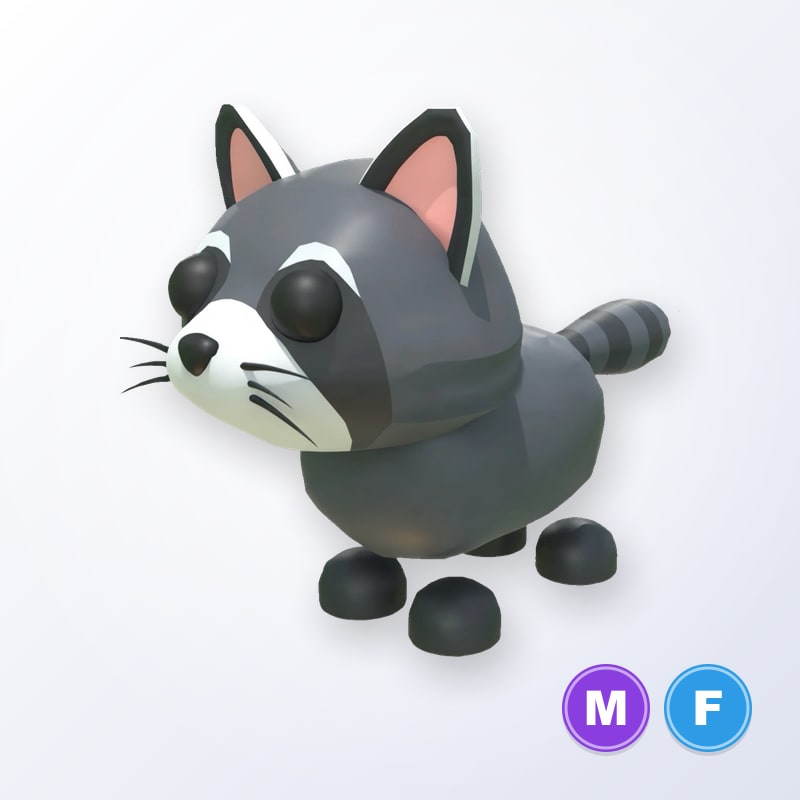 Raccoon MF | Adopt Me