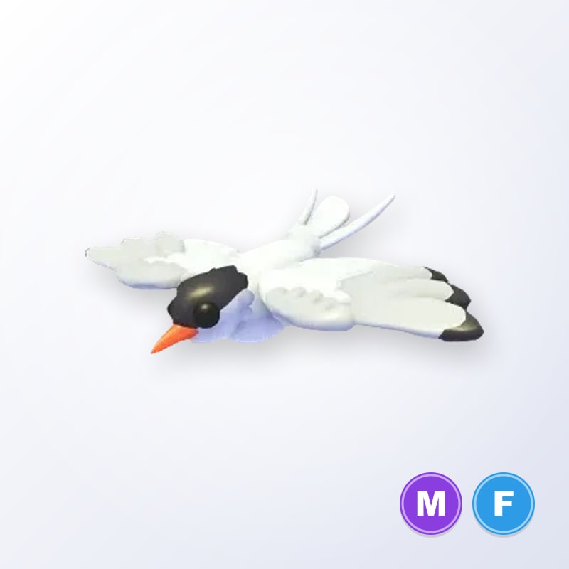 Arctic Tern MF | Adopt Me