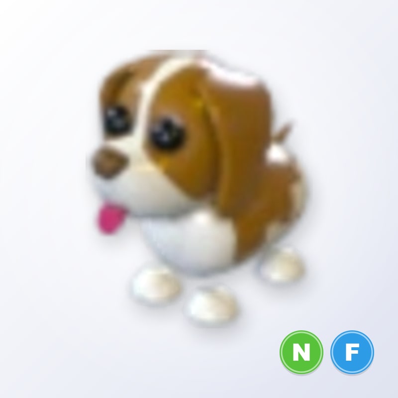 Brown Springer Spaniel NF | Adopt Me