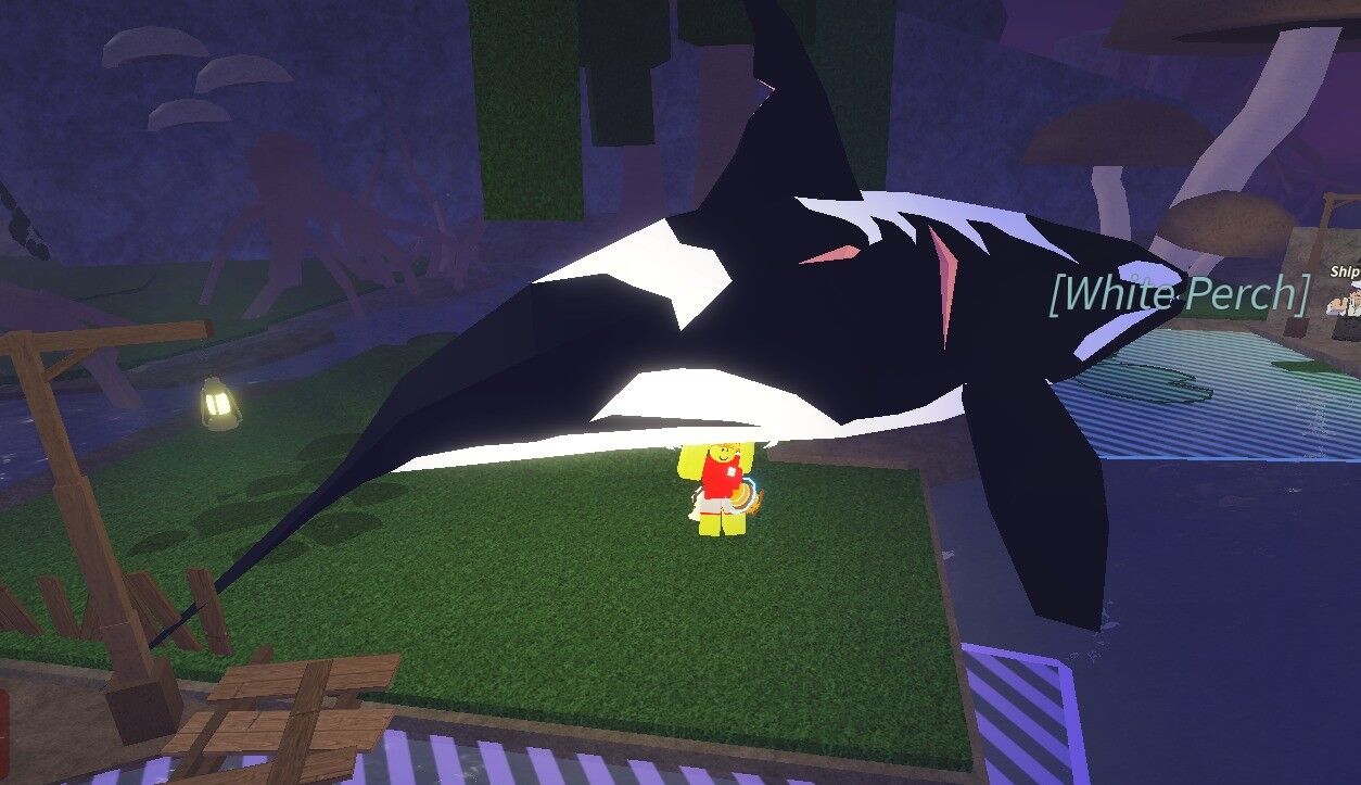 🌊 ORCA 🌊 FISCH 🌊