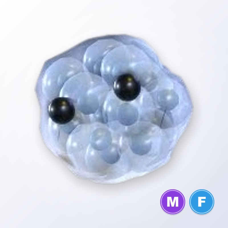 Frogspawn MF | Adopt Me