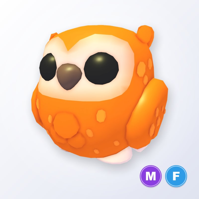 Clementine Owl MF | Adopt Me