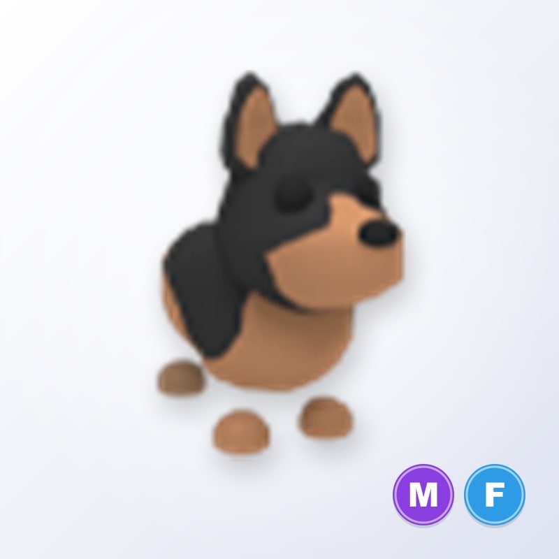 Australian Kelpie MF | Adopt Me
