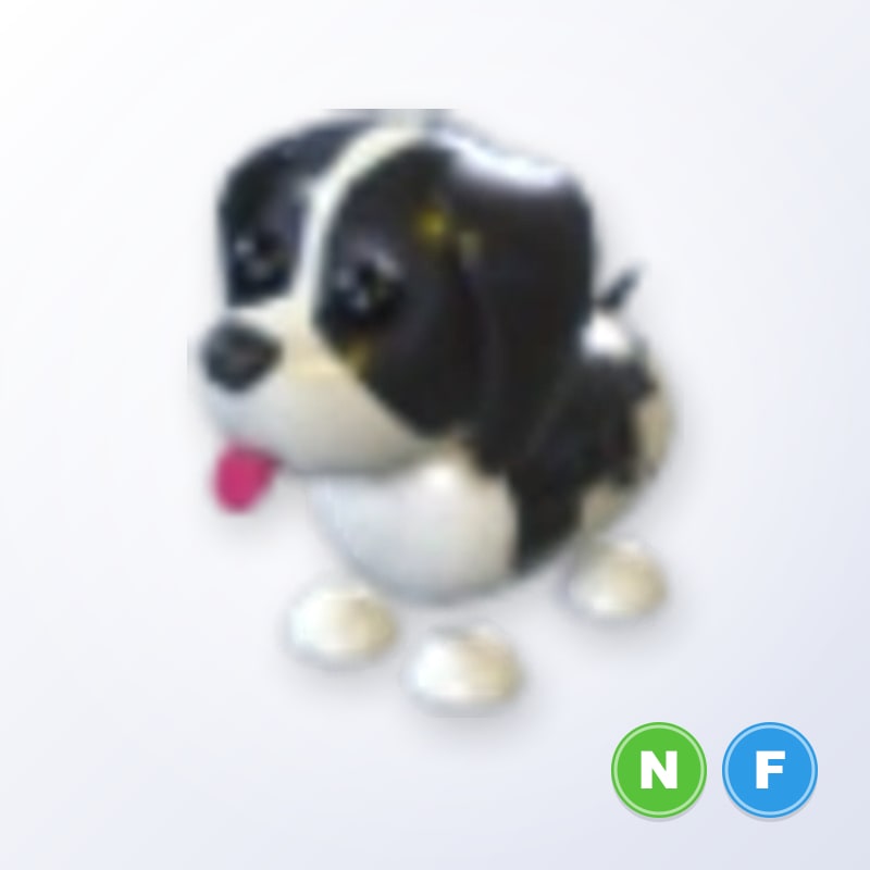 Black Springer Spaniel NF | Adopt Me