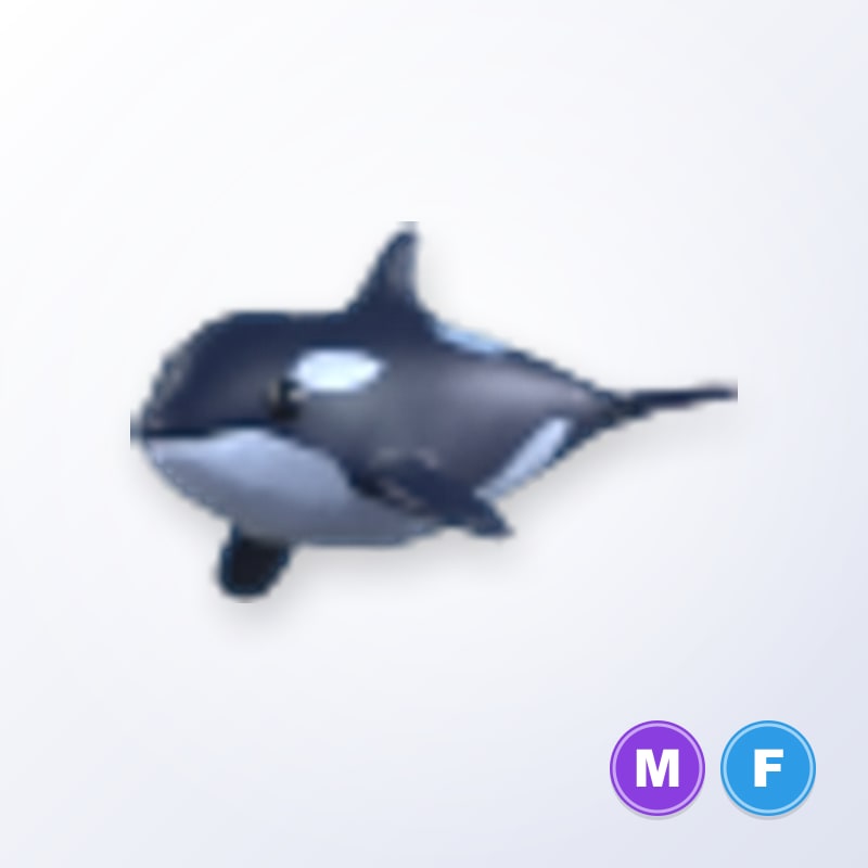 Orca MF | Adopt Me