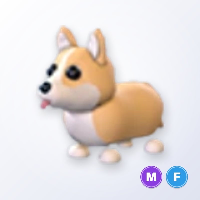 Corgi MF | Adopt Me