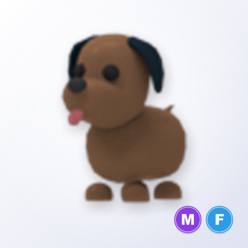 Chocolate Labrador MF | Adopt Me