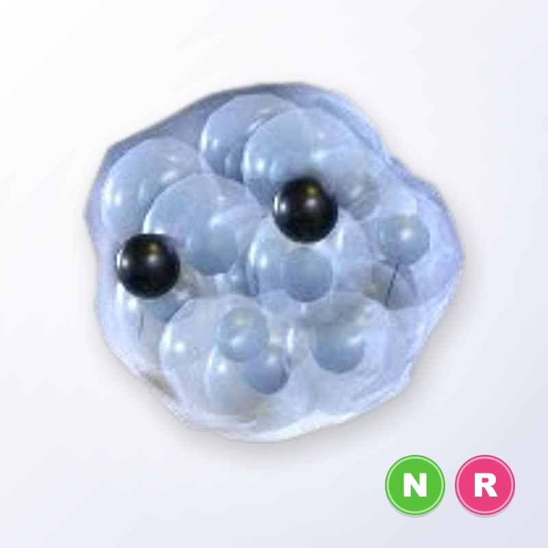 Frogspawn NR | Adopt Me