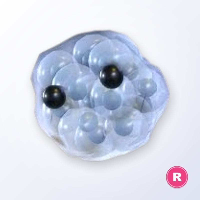 Frogspawn R | Adopt Me