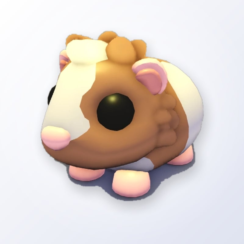 Chocolate Dutch Guinea Pig | Adopt Me