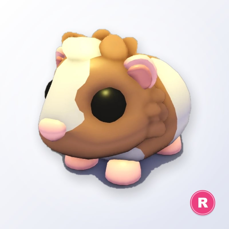 Chocolate Dutch Guinea Pig R | Adopt Me