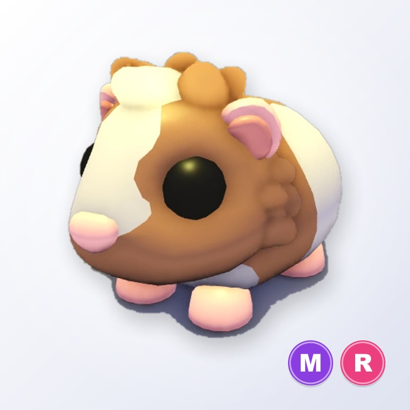 Chocolate Dutch Guinea Pig MR | Adopt Me