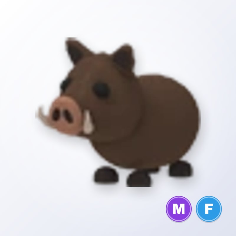 Wild Boar MF | Adopt Me