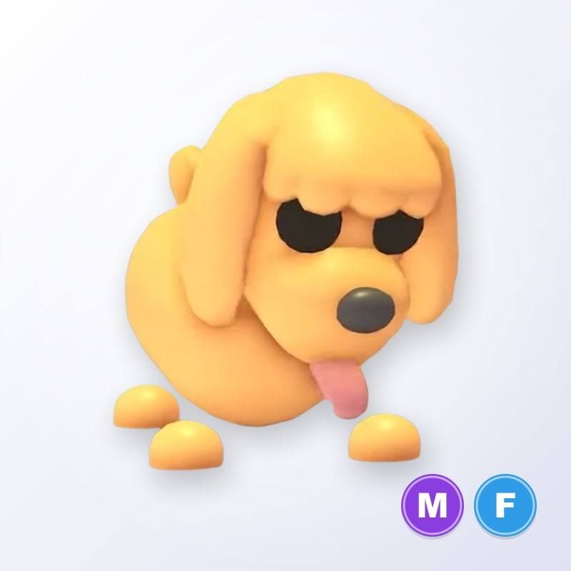 Toy Poodle MF | Adopt Me