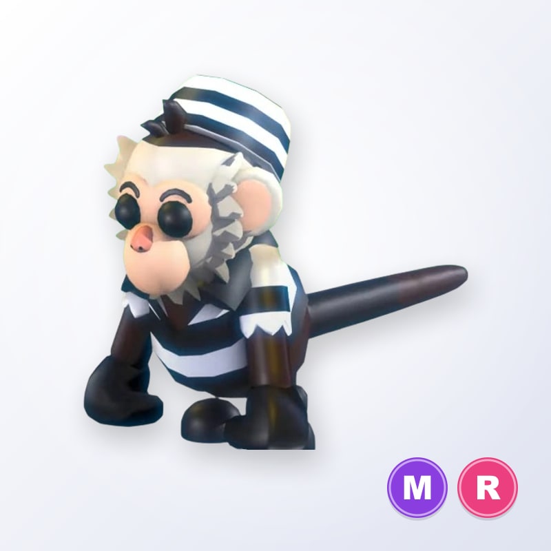 Inmate Capuchin Monkey MR | Adopt Me