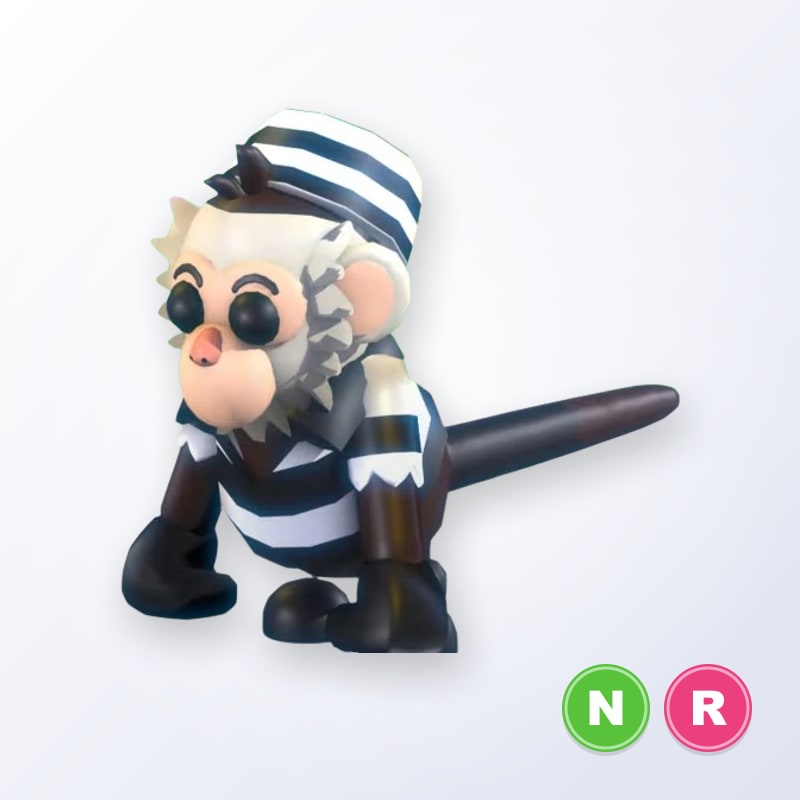 Inmate Capuchin Monkey NR | Adopt Me