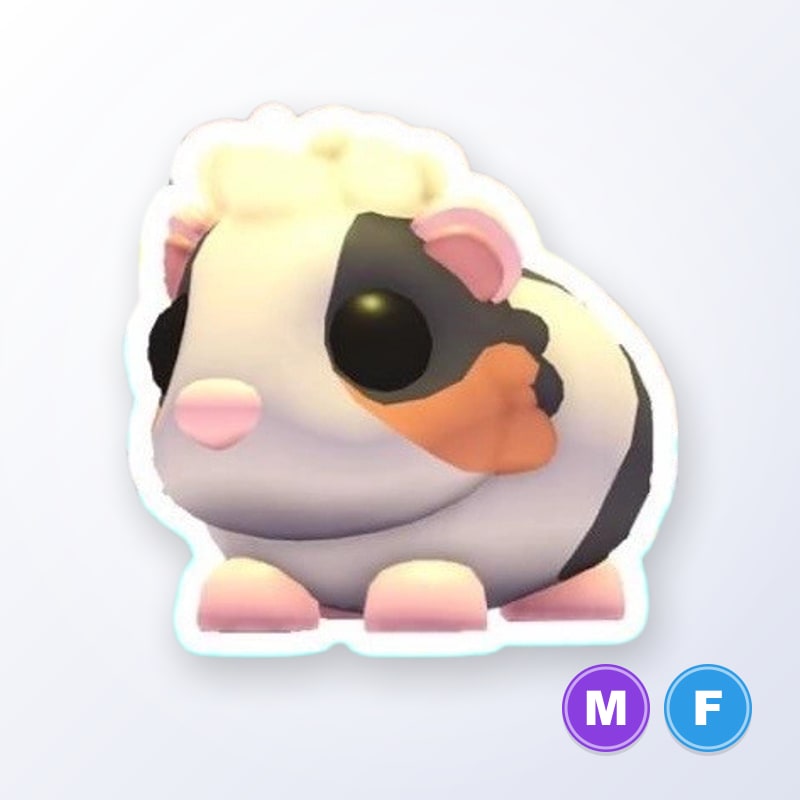 Tortoiseshell Guinea Pig MF | Adopt Me