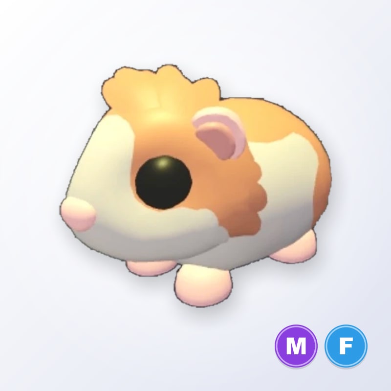 Red Dutch Guinea Pig MF | Adopt Me
