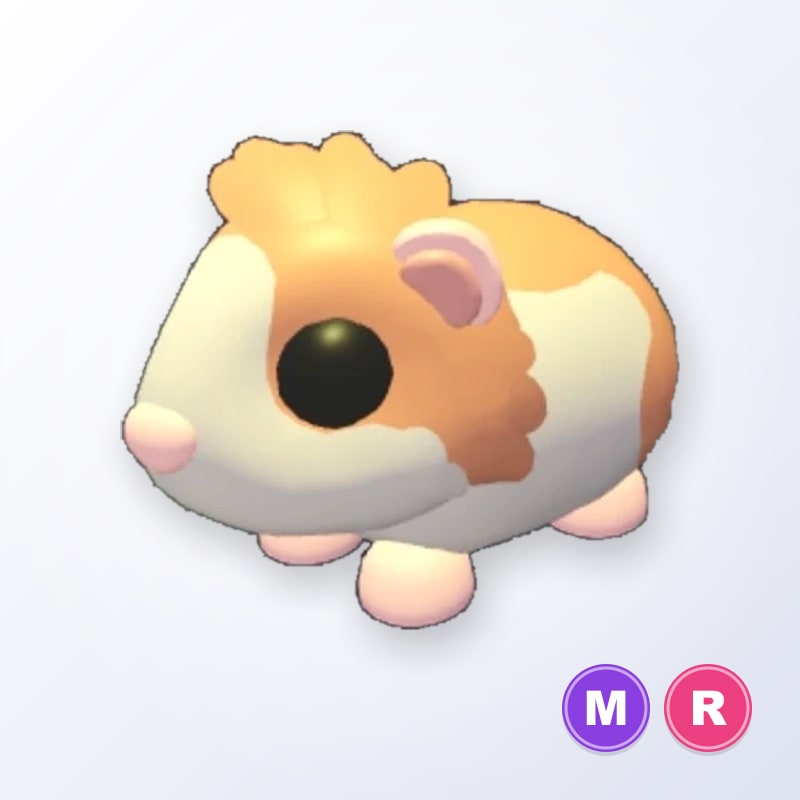 Red Dutch Guinea Pig MR | Adopt Me