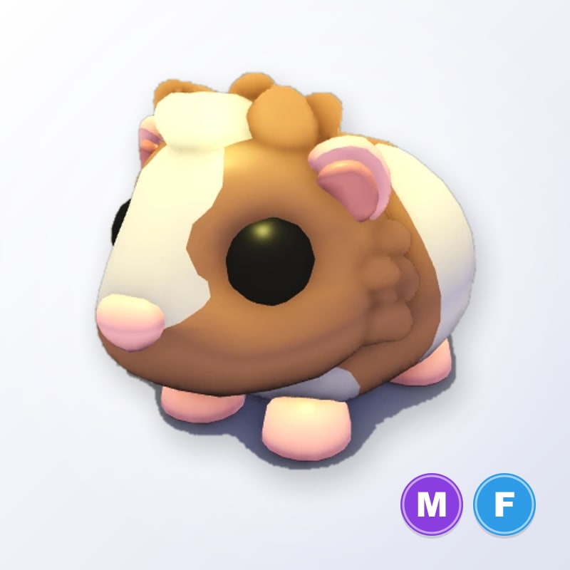 Chocolate Dutch Guinea Pig MF | Adopt Me