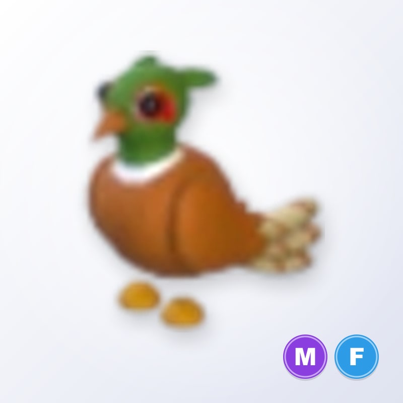 Brown-chested Pheasant MF | Adopt Me