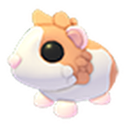 Red Dutch Guinea Pig