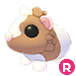 Chocolate Dutch Guinea Pig R