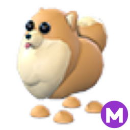 Pomeranian M