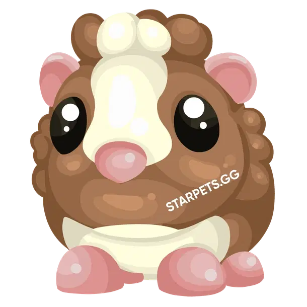 Chocolate Dutch Guinea Pig R