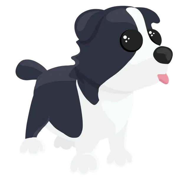 Border Collie M