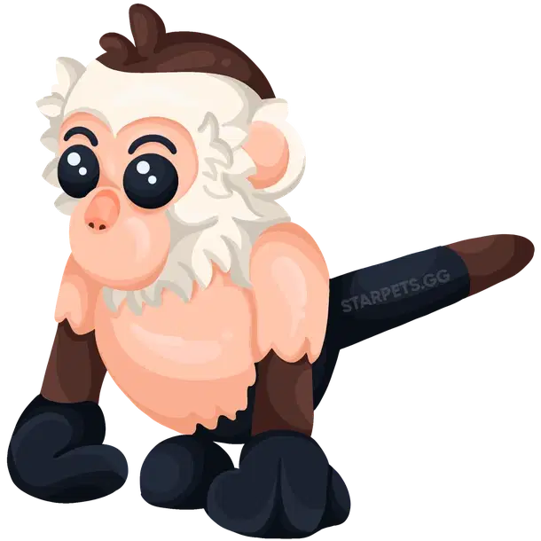 Capuchin Monkey MR