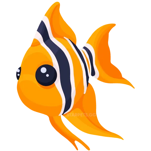 Angelfish R