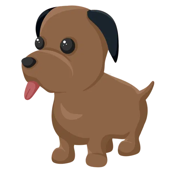 Chocolate Labrador MF