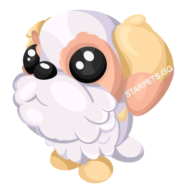 Shih Tzu F