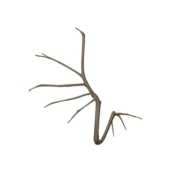Bone Wings