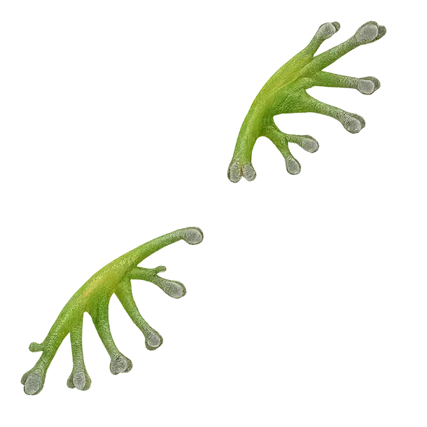 Natural Wings