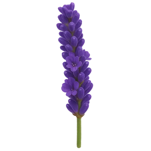 Lavender Bundle