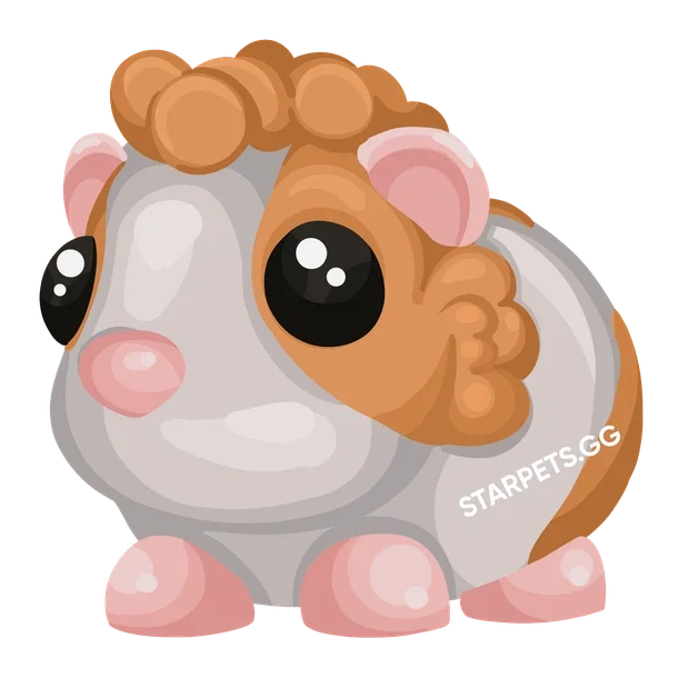 Red Dutch Guinea Pig F