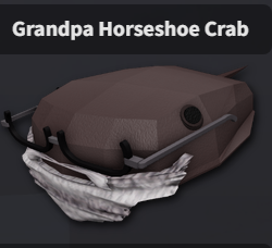 Grandpa Horseshoe Crab x 1