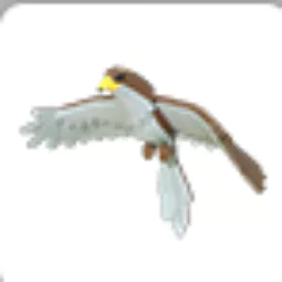 Hawk adopt me